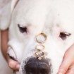 berry-hued wedding - dog with rings
