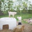 Whimsical Vintage Wedding - Hobby Farm Animals