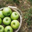 An Elegant Farm Wedding in Creemore - Apples