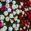 a garden-inspired diy wedding in hamilton, ontario - floral wall