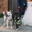 A Rustic, Industrial Wedding in Toronto, Ontario - Dogs